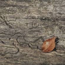 A AUTUNNO