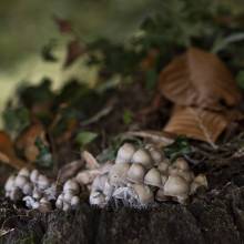 B AUTUNNO