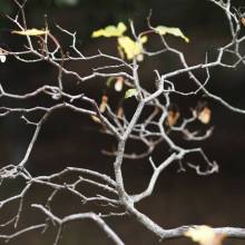 D AUTUNNO