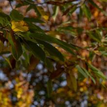 G AUTUNNO