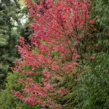 H AUTUNNO