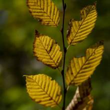 I AUTUNNO
