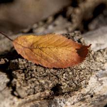 L AUTUNNO