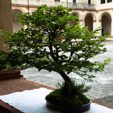 005-Bonsai