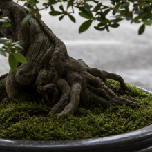 006-Bonsai