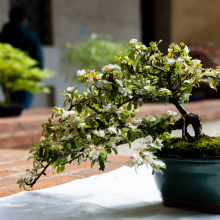 007-Bonsai