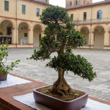 009-Bonsai