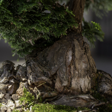 010-Bonsai