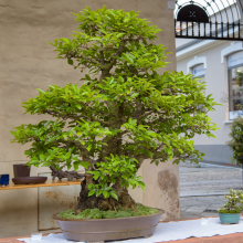 011-Bonsai