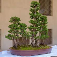 013-Bonsai