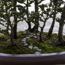 014-Bonsai