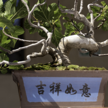 015-Bonsai