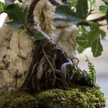 016-Bonsai