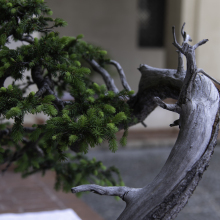 018-Bonsai