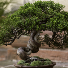 019-Bonsai