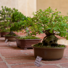 020-Bonsai