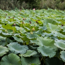 Fiori di Loto