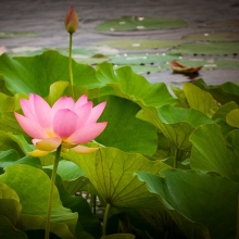 Fiori di Loto