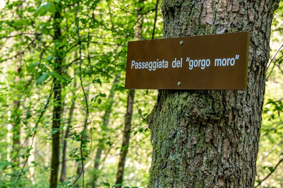 N-Gorgomoro-1