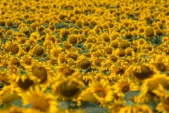 Roppolo, girasoli